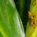 intimate spider